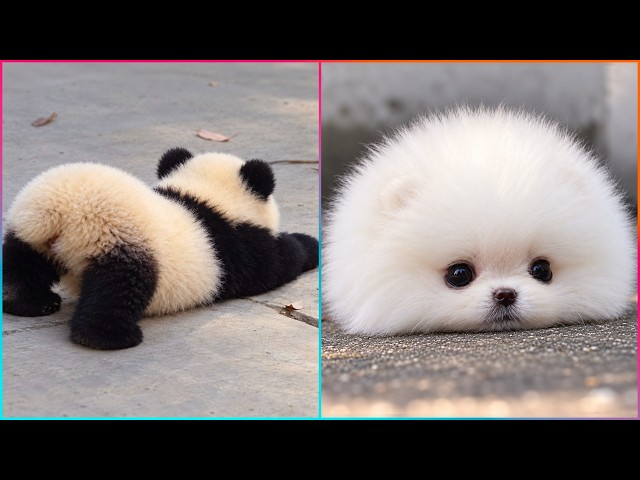 Cute Pets That’ll Make Your Brain Happy