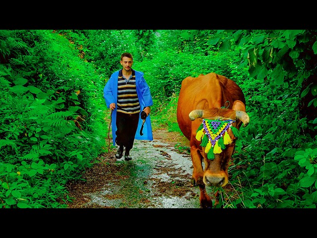 Peace in the Village – Efe Reunites with His Cow, Yazgül | Documentary Film