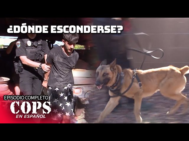 ¿Dónde Esconderse? | Temporada 30 Episodio 16 | COPS en ESPAÑOL