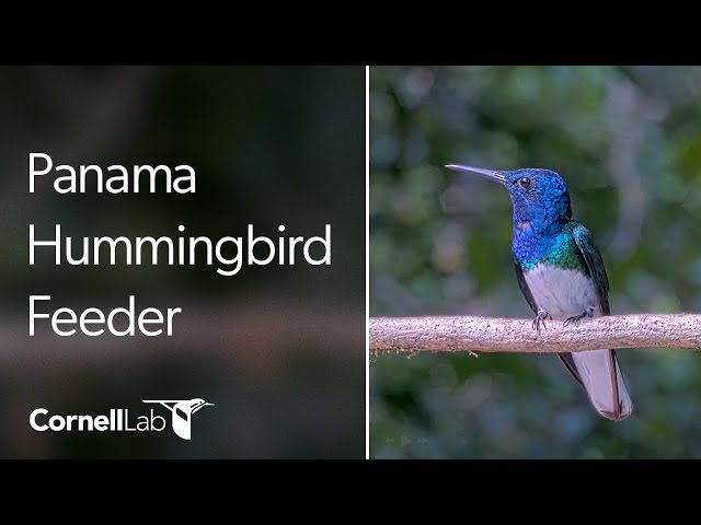 Colorful Tropical Hummingbirds at the Panama Hummingbird Feeder Cam at Canopy Tower | Cornell Lab