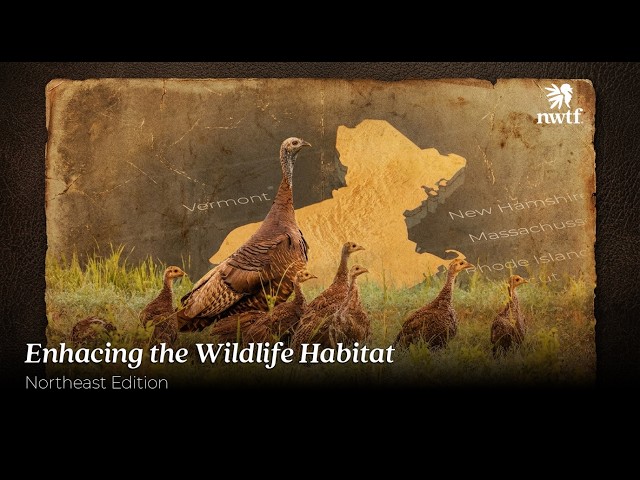 Forests and Flocks: The Sunderland Project