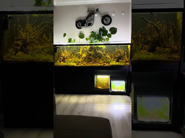 560 Days • No Filter • No Water Change • Natural Fish Tank #aquascape #aquascapelowtech #aquarium