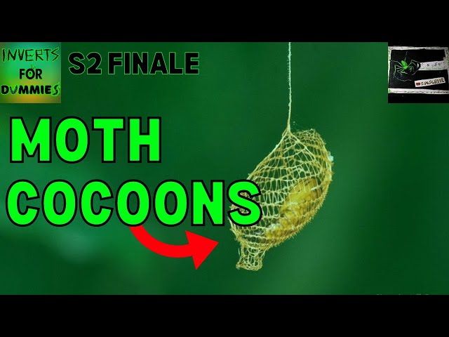 Why Moths Make Cocoons | Inverts For Dummies | S2 FINALE