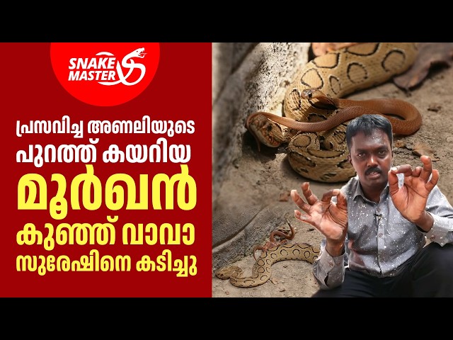 അണലിയുടെ പുറത്ത് കയറിയ മൂർഖൻ കുഞ്ഞ് വാവാ സുരേഷിനെ കടിച്ചു | Vava Suresh  | Snakemaster EP 1181