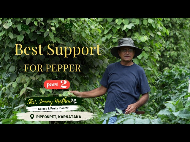 Which Support Is Best for Pepper? | Choosing the Right Support for Healthy Pepper Growth | Part 2