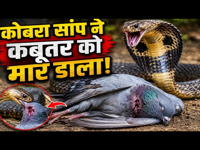 Cobra found in coaching center on Nag Panchami along with remains of several pigeons 🤔🐍