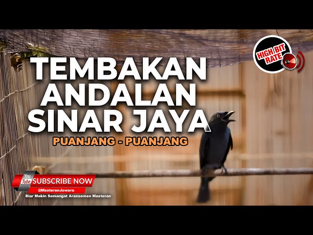 Masteran Lagu Panjang Tembakan Andalan Murai Batu Sinar Jaya Temanggung