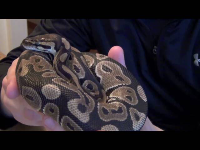 Introduction to Tuna: Normal Ball Python