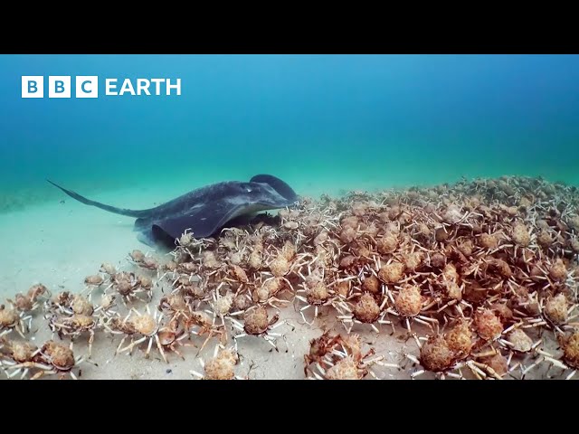 Army of Crabs Protect Spy Robot From Stingray | Spy In The Ocean | BBC Earth