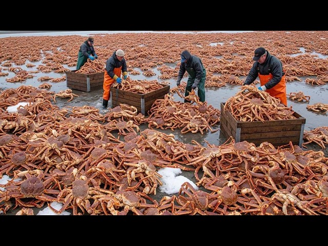 Here's How Developed Countries Raise 2 Million Fish and Shrimp in the High Seas and Generate 100 ...