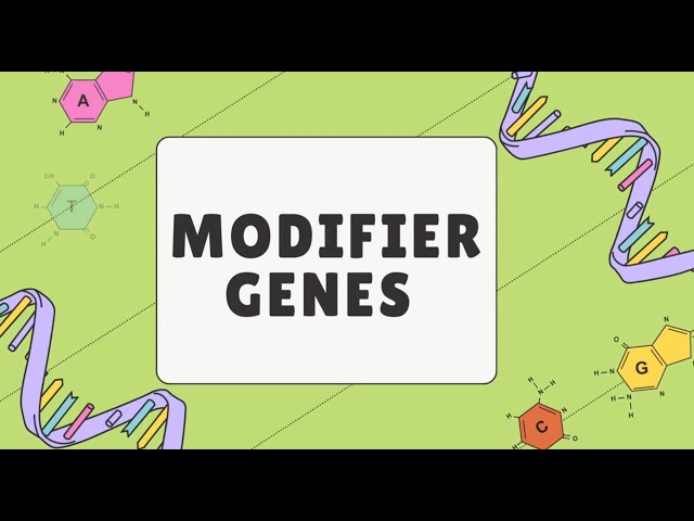 Modifier Genes Explained: Penetrance, Expressivity, Dominance Modification and Pleiotropy
