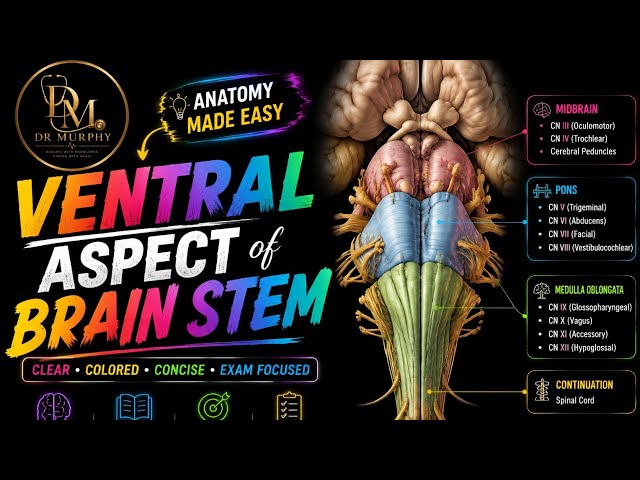 🧠 VENTRAL ASPECT OF BRAINSTEM | NEUROANATOMY 🧠