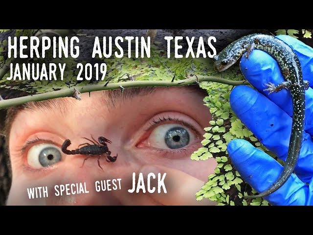 SLIMY SALAMANDERS and CAVE SCORPIONS: Herping AUSTIN, TEXAS | January 2019