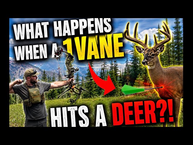 What happens when @1ArrowArchery hits a deer! #deer #hunting #archery #outdoors #viral #whitetail 