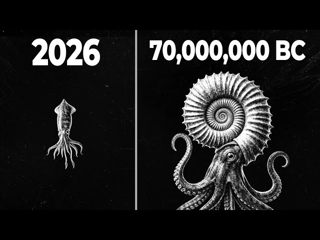 Why Evolution Abandoned Armor