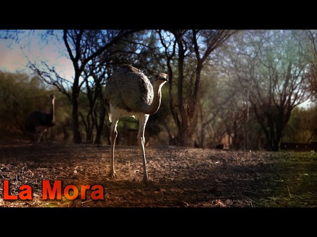 247 La Mora (Mendoza) - Ranches and Traditions