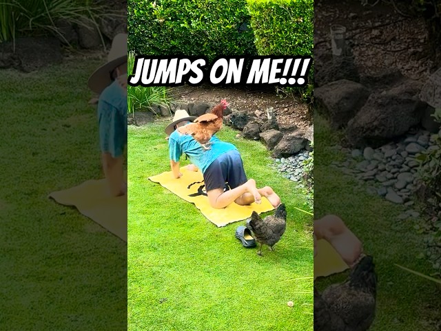 SURPRISE ATTACK! 😱 My Chickens JUMP on My Back LOL 🐔💕
