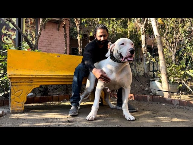 Sunny Bhai k Top Class  Breeder Pitbull Dogs German Shepherd - @HSNEntertainment