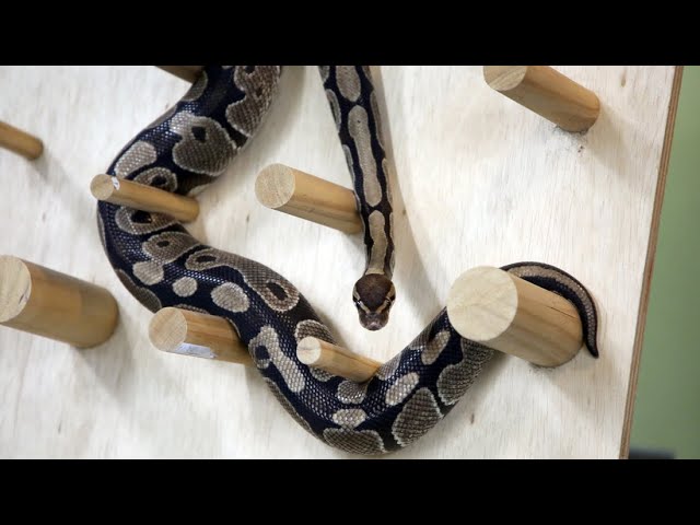 Snake Pegboard Enrichment with Togo the Ball Python