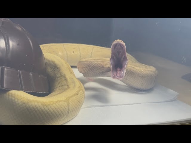 DRAKKON | Banana Pinstripe Royal / Ball Python | #feeding #highlights 🍌🎬 (30.12.25)