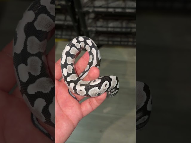 VPI Axanthic Desert Ghost Yellowbelly Ball Python!