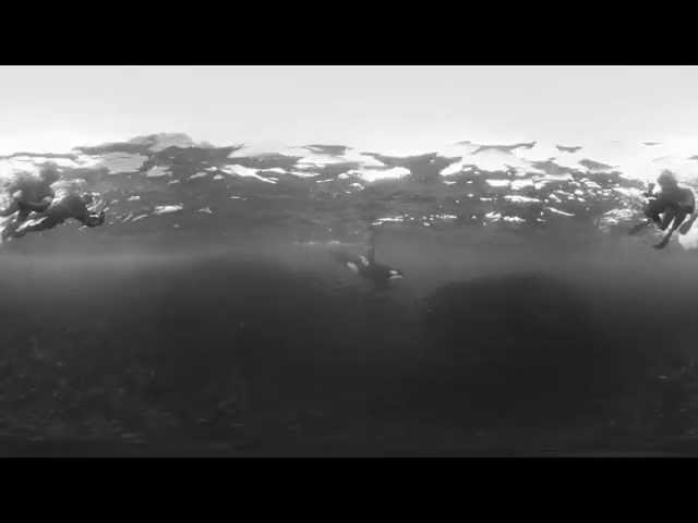 Arctic Orca 360° 4K