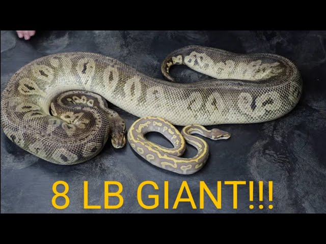 Ball Pythons Smallest to Biggest!