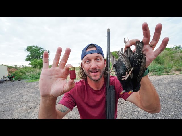 Hunting Starlings using Worlds Smallest Shotgun Shell!!