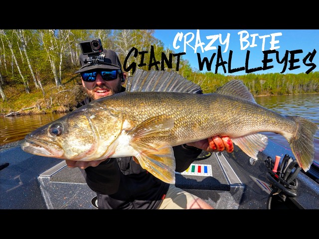 Fishing for a MASSIVE TROPHY Walleye in MUDDY Water! INSANE Bite!
