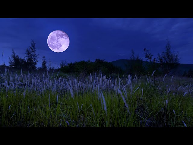 Crickets & Insects on The Grassy Hill with Breezy Night  - Nature Sounds for Sleep & Deep Relaxed
