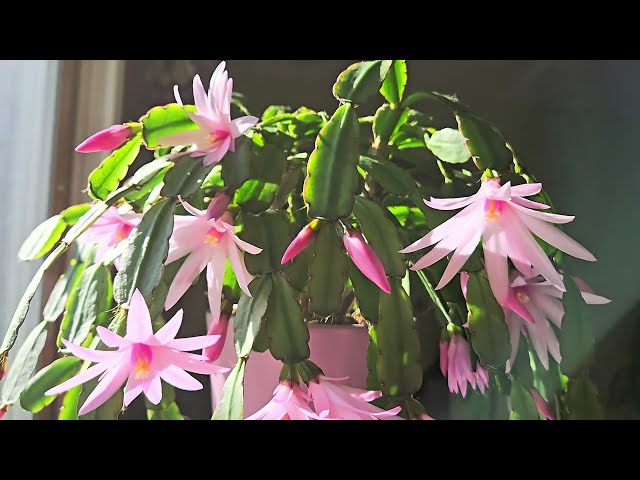My Easter Cactus in Bloom!  Care Tips & Updates for Easter Cactus and Thanksgiving Cactus: May 2024