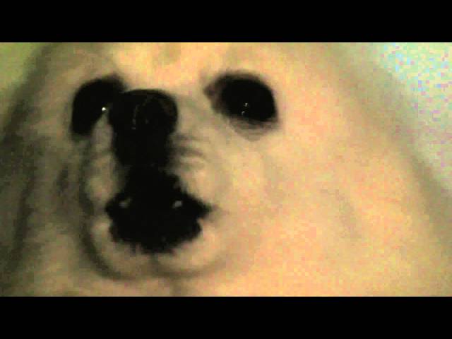 Hard Normal Dogge