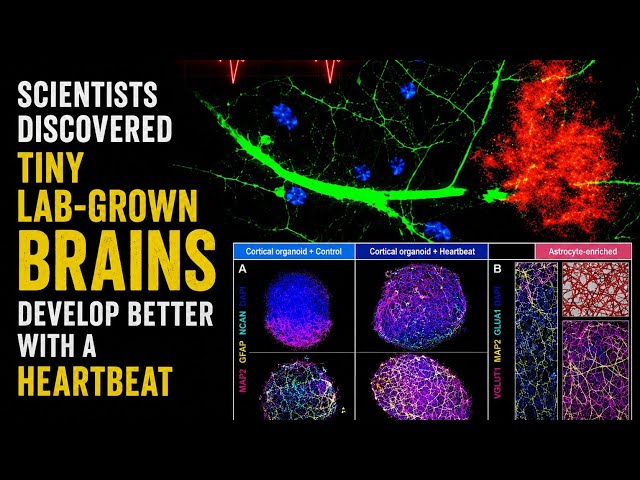 Scientists Discovered Tiny Lab-Grown Brains Develop Better With a Heartbeat