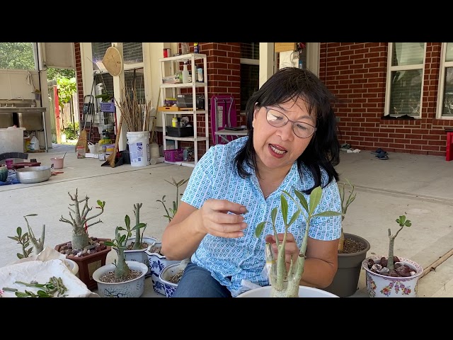 Grafting desert rose (adenium) with Marie Tran
