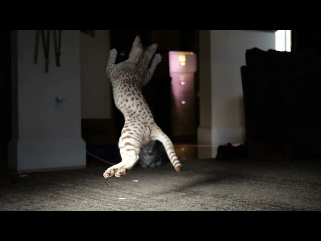 Tetra jumping - 4k cropping experiment