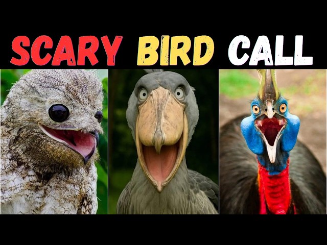 15 Scariest Bird Sounds Ever recorded 😨 | Creepiest Bird Calls You Won’t Believe! Part 2