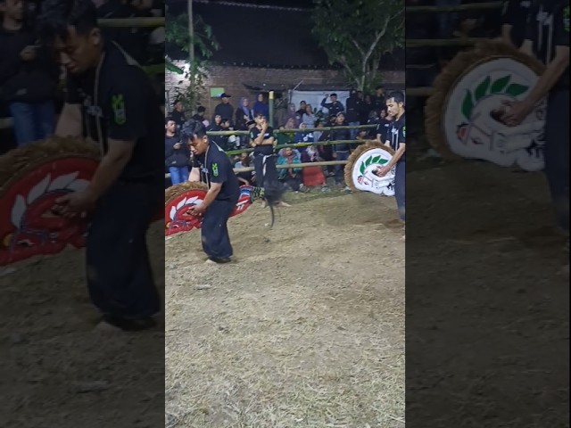 GATI ROGO BUDOYO On Java Cultural | #short #art #culture #football #sports #trip #subscribe