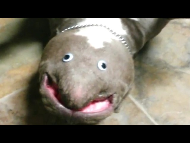 Funniest Pets Videos Of The Week