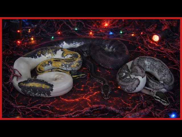 Strange things are happening to these pied ball pythons