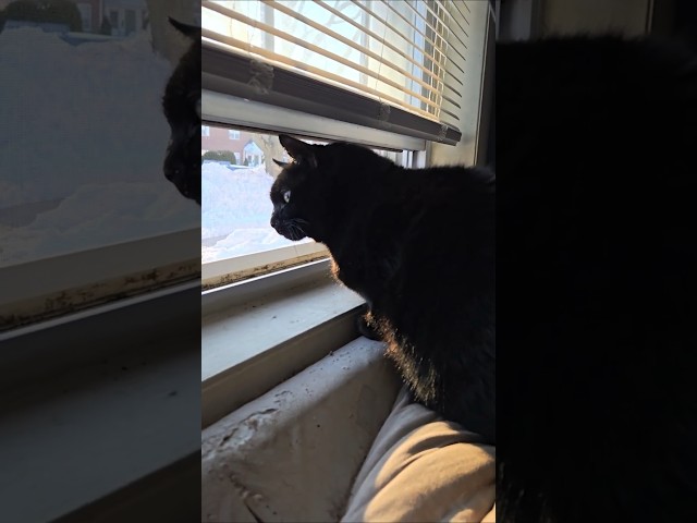 Birds Are On King Buddy's Snowy Kingdom!