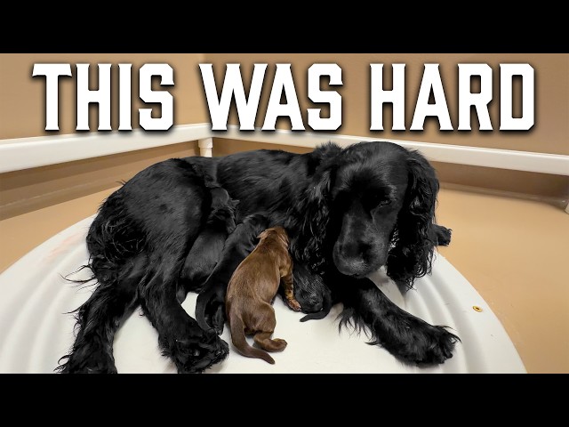 This Whelping Went Sideways Fast — Breech Delivery, Puppy Born in the Car, and Emergency Surgery