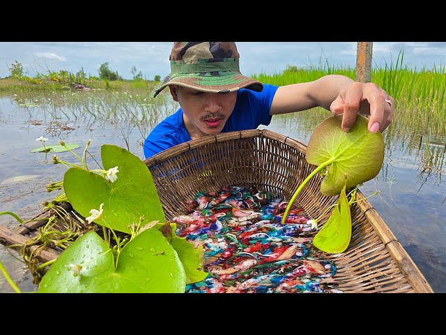 Relax with many beautiful betta fish are caught by MyGoldFish along the river near remote trails.