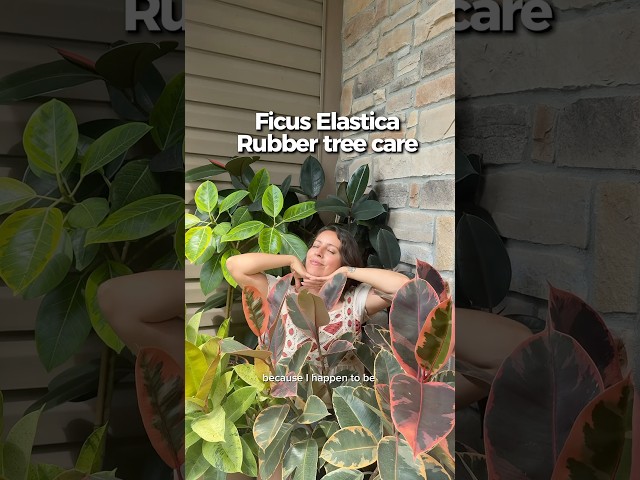Hoping this can help grow big and luscious rubber trees in your future! #ficuselastica #rubbertree