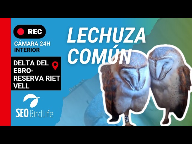 Lechuzas · [Interior] · Reserva Natural Riet Vell · 🔴DIRECTO Delta del Ebro