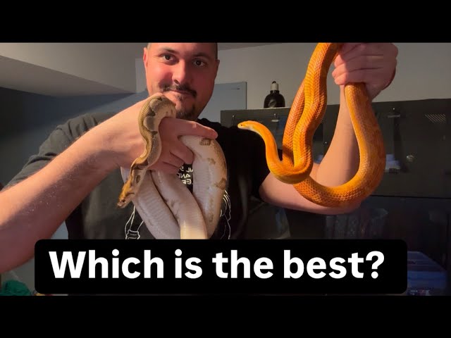 Ball Python Vs Corn Snake: Which is the Best First Pet Snake?