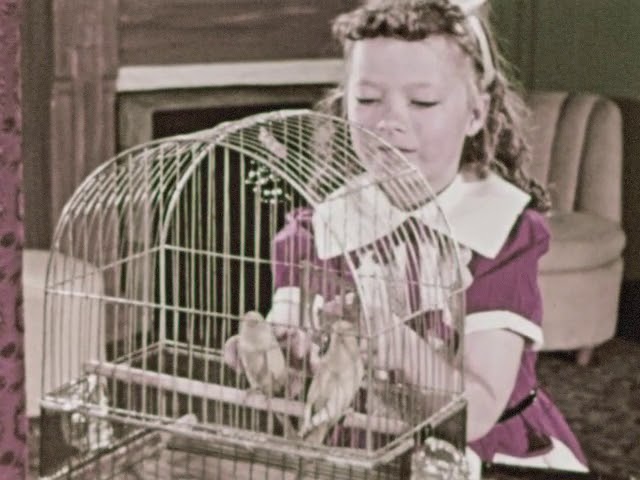 Mascotas de ciudad: diversión y responsabilidad (1953)