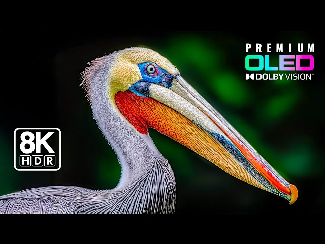 Ultimate 8K HDR Demo | ULTRA HD 120FPS Dolby Vision™