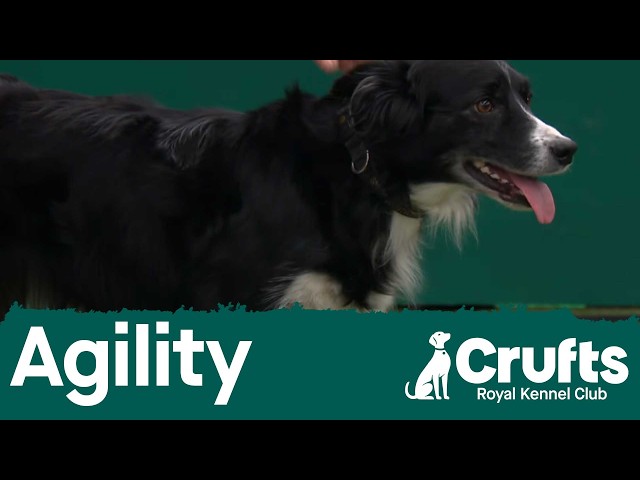 Championship – Intermediate/Large - Agility Final | Crufts 2026