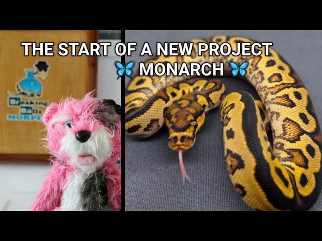 Incorporating a new ball python gene, and the start of a project (Monarch)
