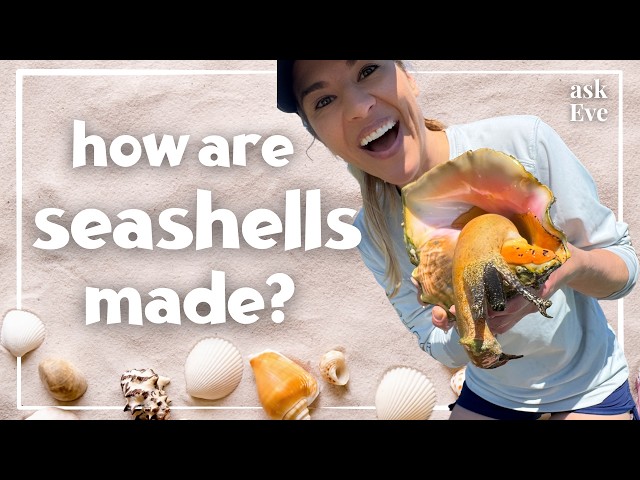 How Are Seashells Made? Fun Ocean Science